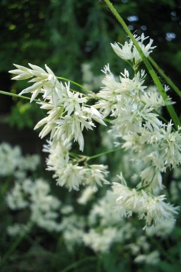 Ожика снежная - 2 изображение