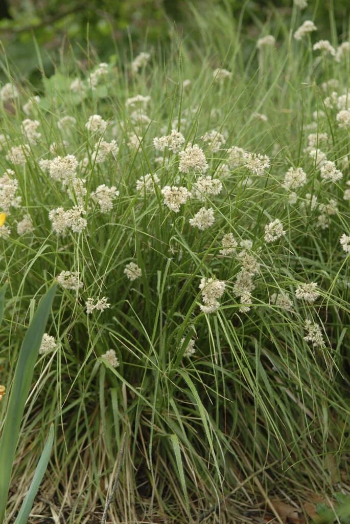 Ожика снежная