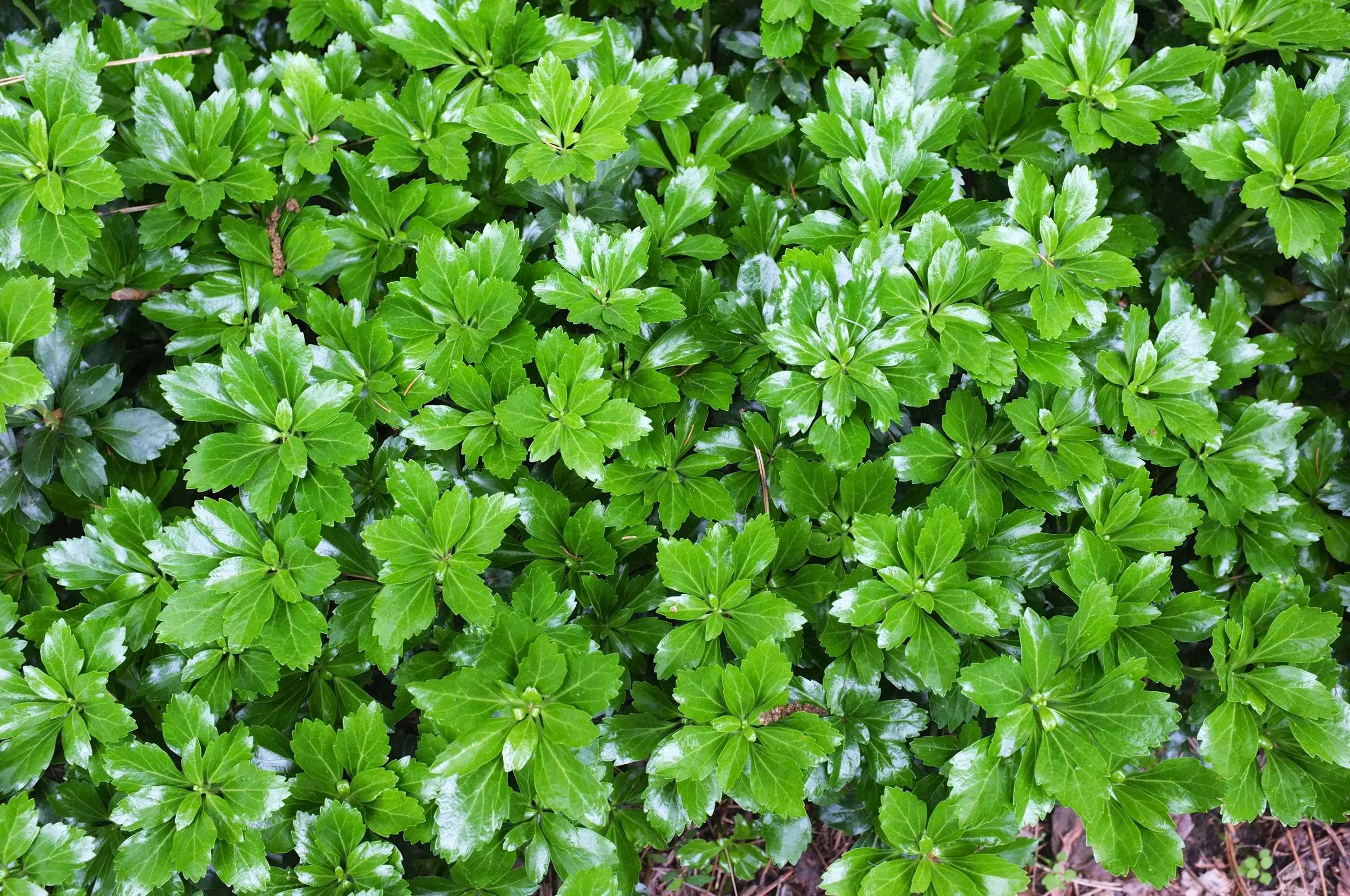 Пахизандра верхушечная "Грин Карпет" - 2 изображение