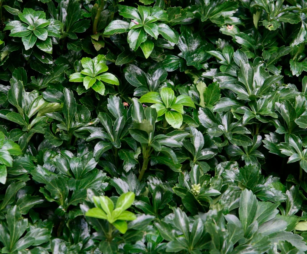 Пахизандра верхушечная "Грин Карпет"