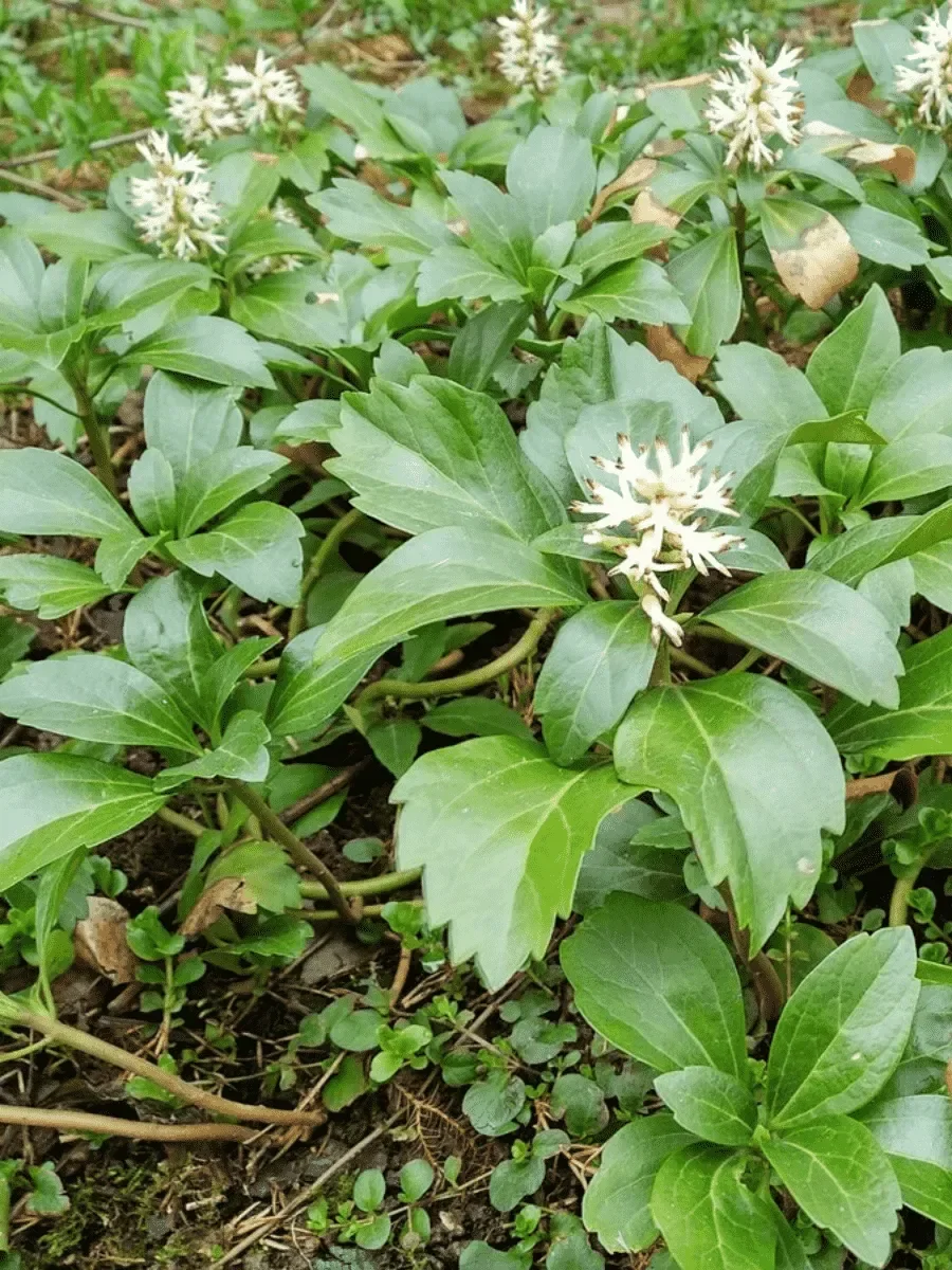 Пахизандра верхушечная
