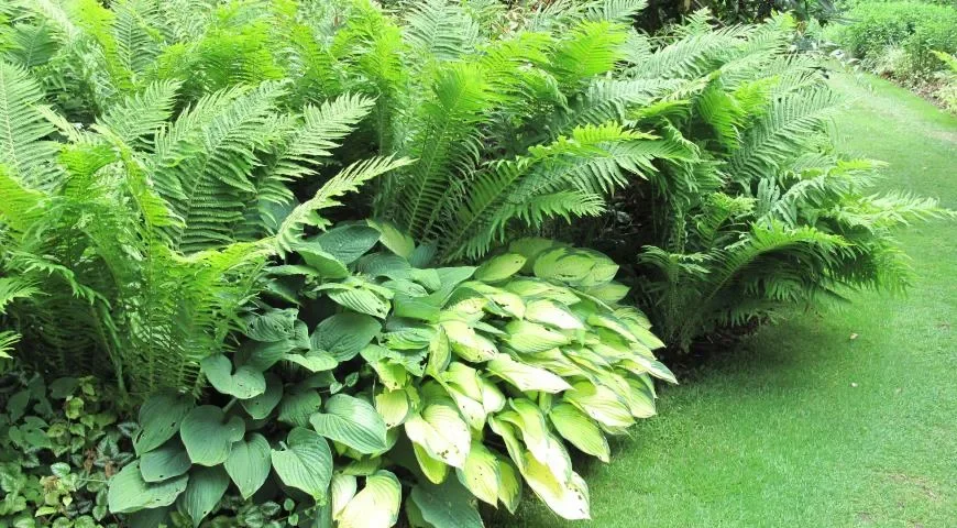 Папоротник  (Щитовник) - 2 изображение