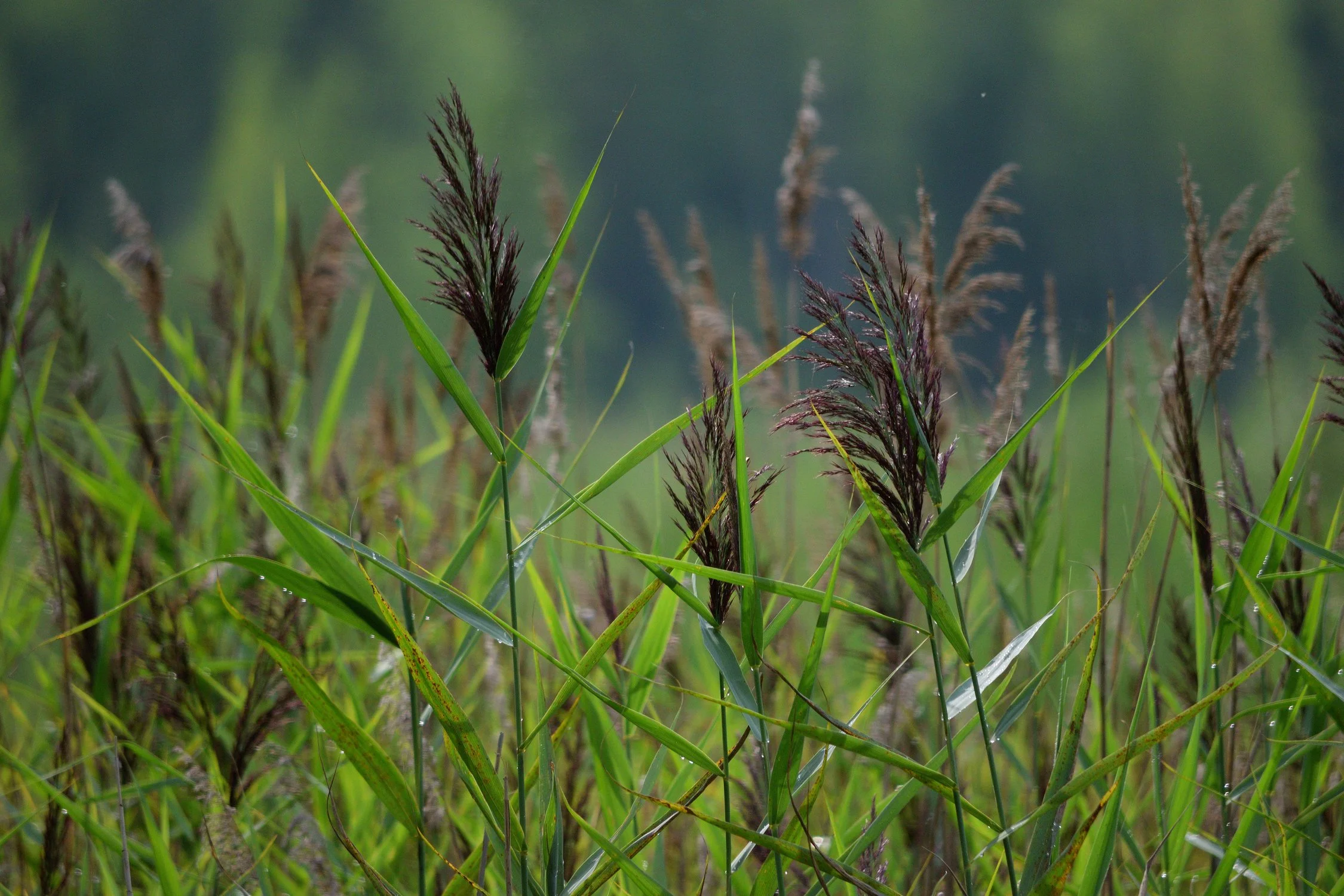 Тростник обыкновенный