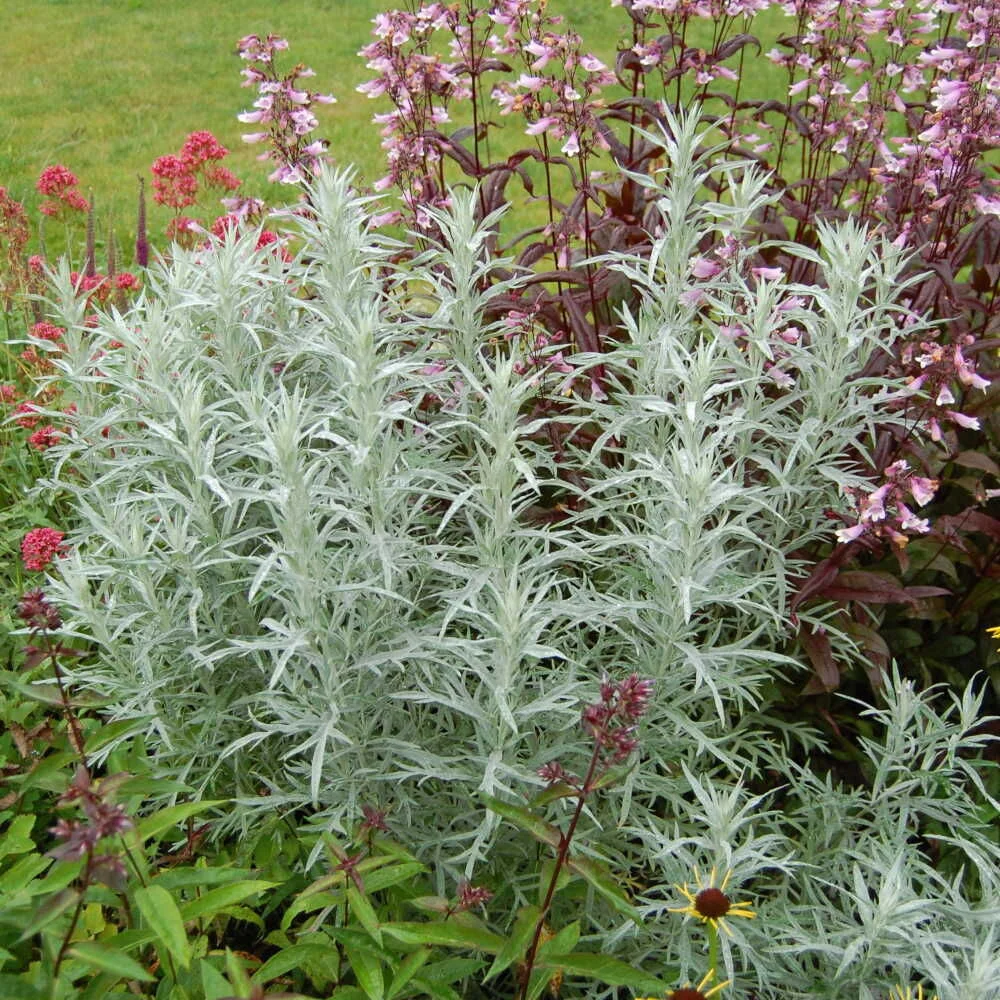 Полынь Людовика - 2 изображение