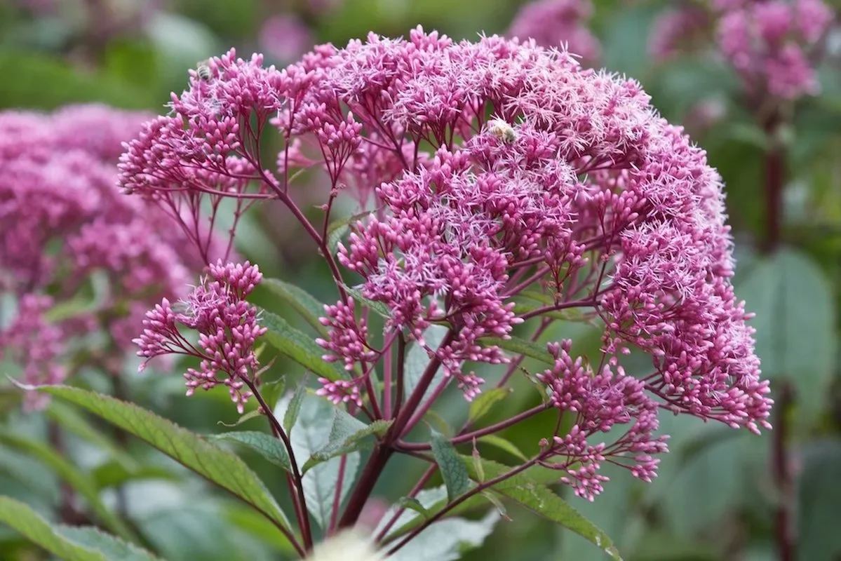 Посконник пятнистый "Атропурпуреум"