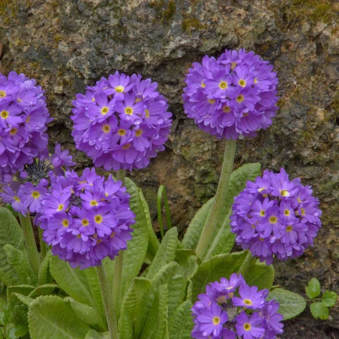 Примула мелкозубчатая "Лилак" - 2 изображение