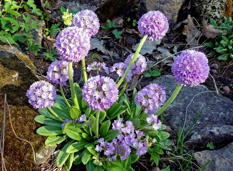 Примула мелкозубчатая "Лилак"