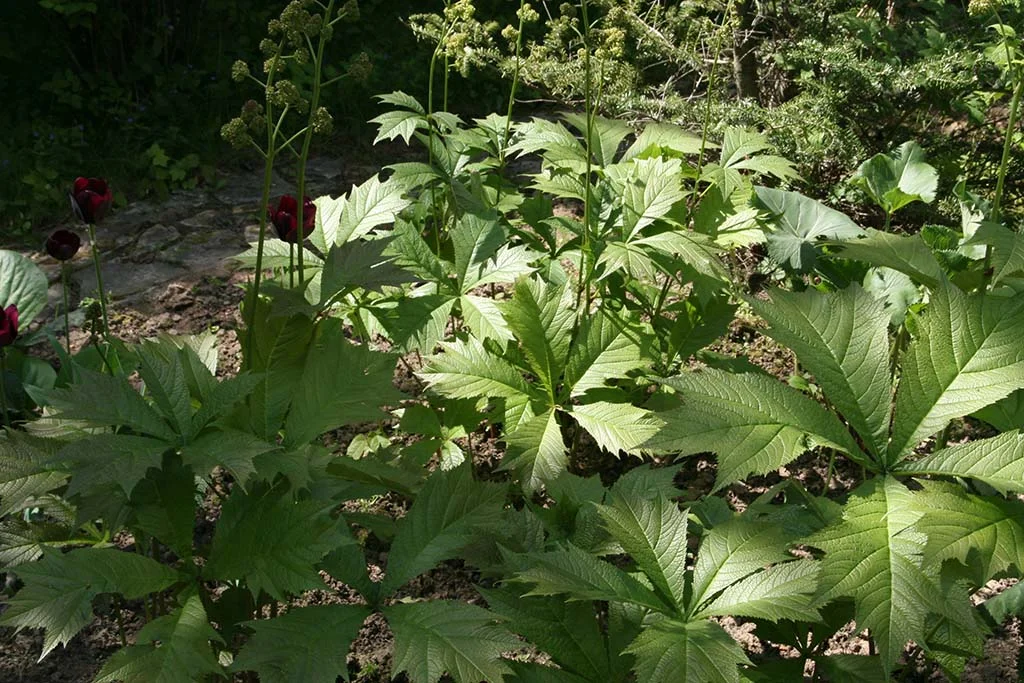 Роджерсия кленолистная - 4 изображение