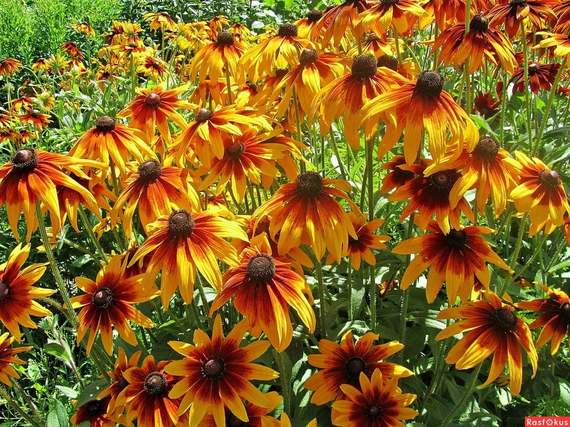 Рудбекия волосистая (высокая) "Глориоза Дабл Дейзи" - 2 изображение