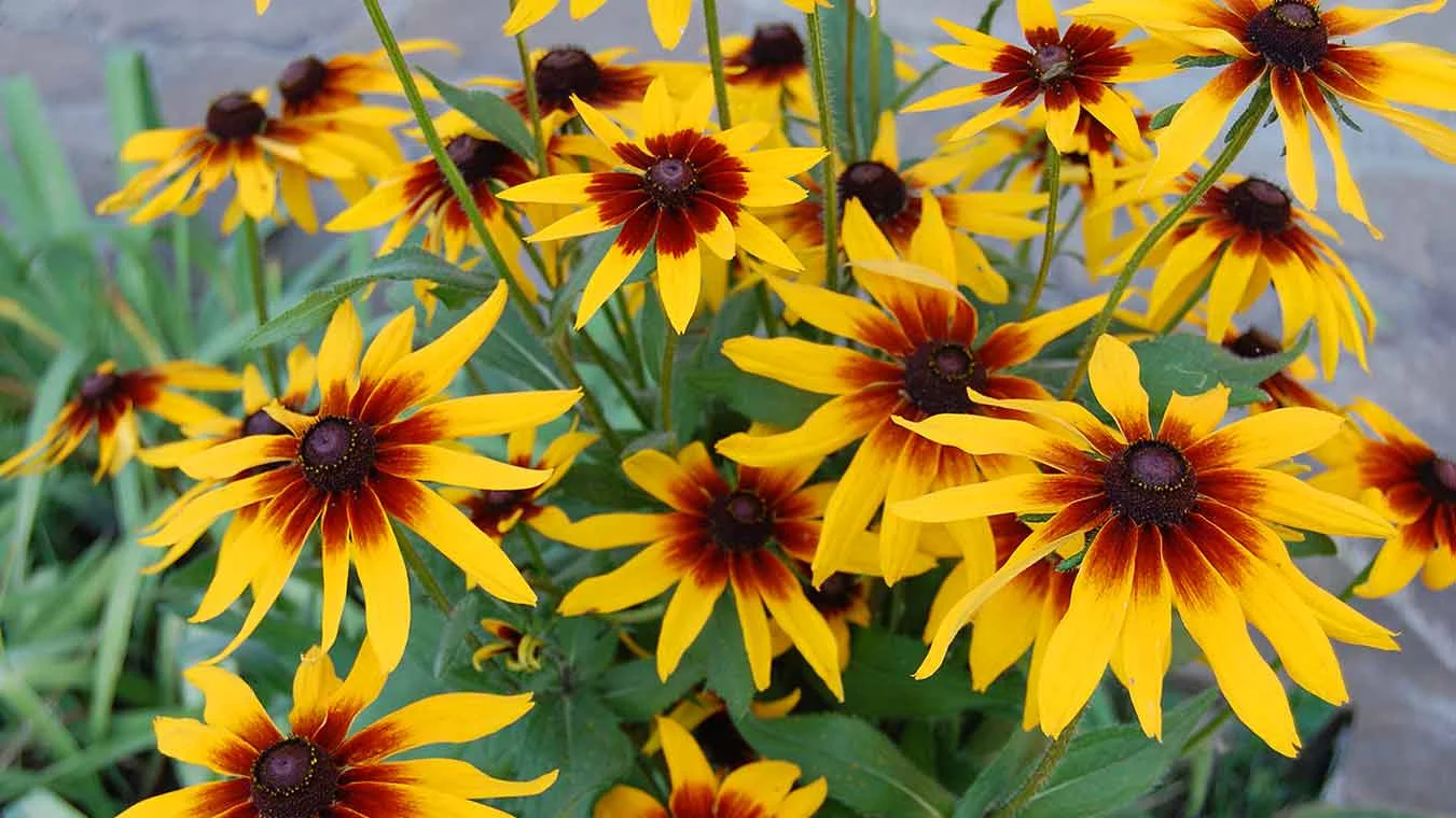 Рудбекия волосистая (высокая) "Глориоза Дабл Дейзи"