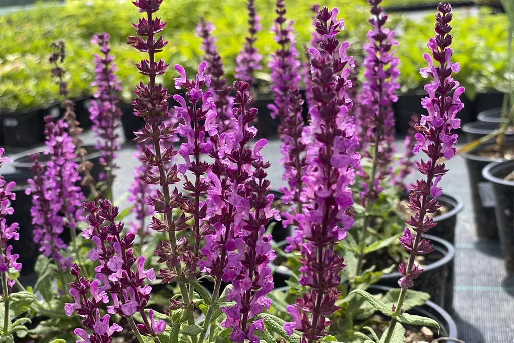 Шалфей дубравный Сенсейшн Дип Роуз - 2 изображение