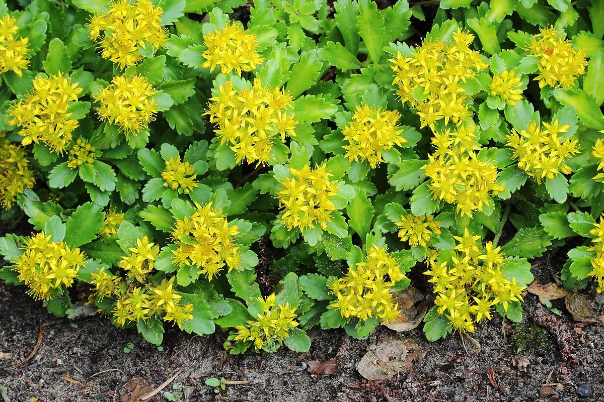 Очиток сельского 'Спирит' - 2 изображение