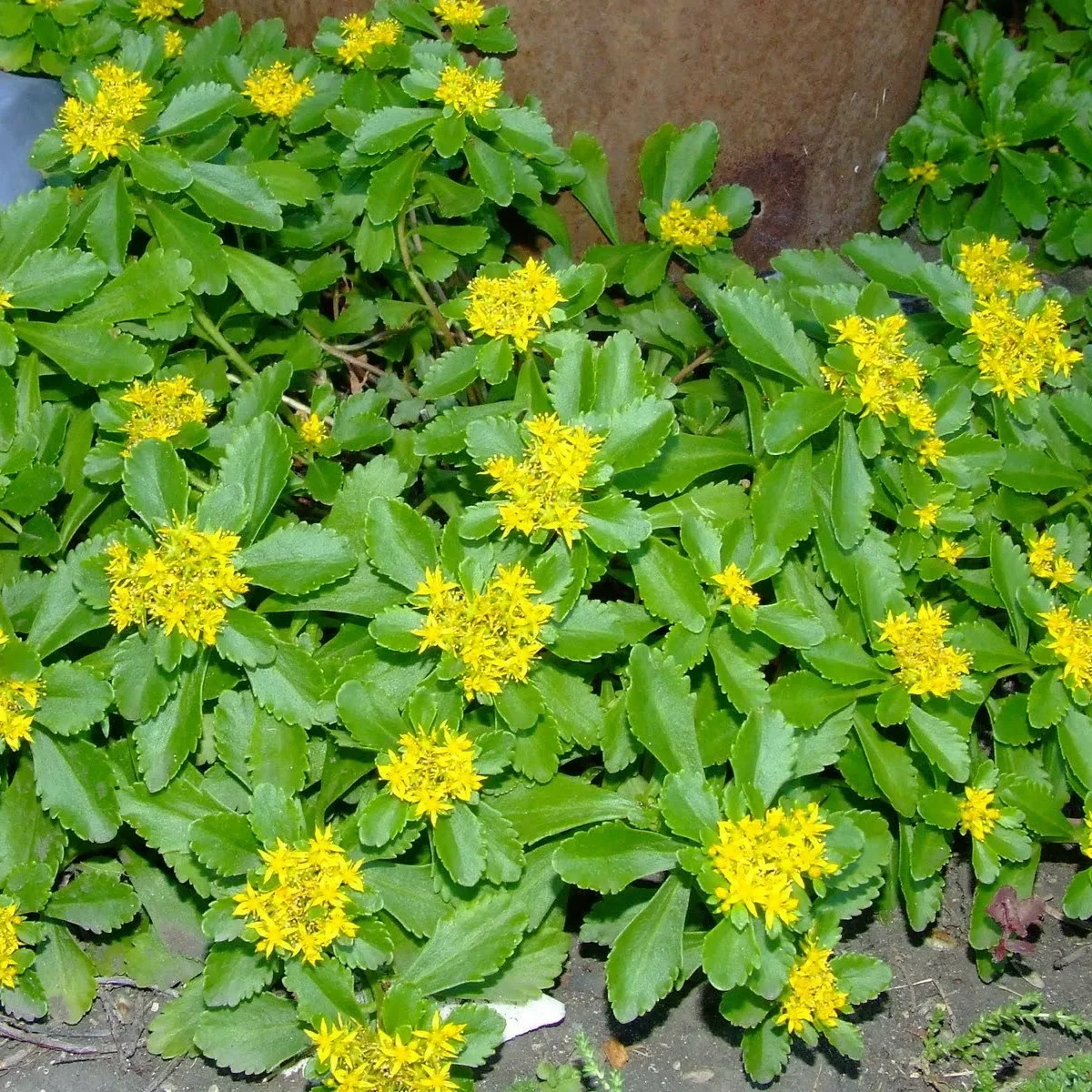 Очиток сельского 'Спирит'