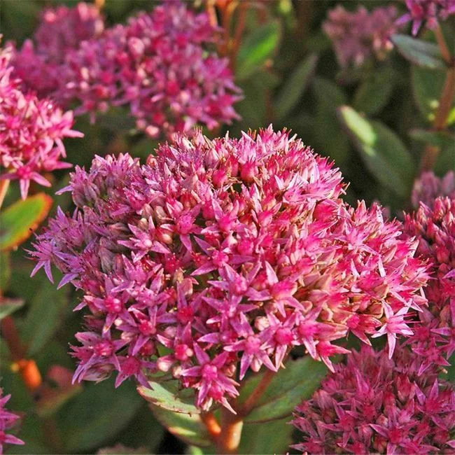 Очиток телефиум Манстер Дарк Ред - 2 изображение