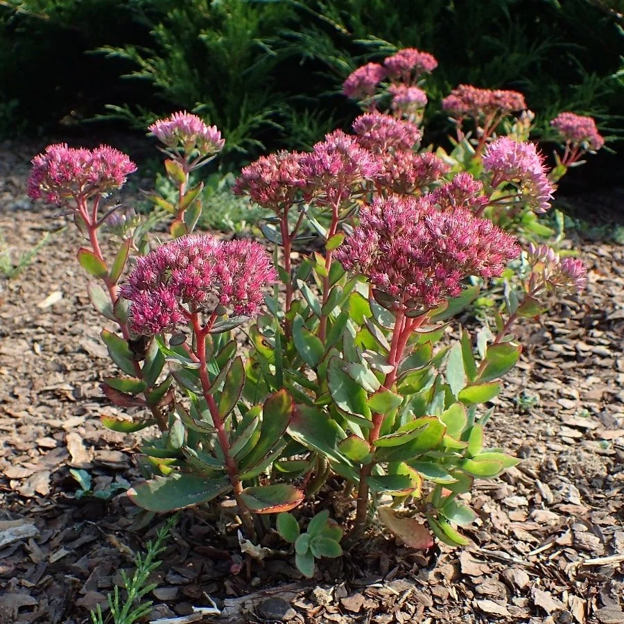 Очиток телефиум Манстер Дарк Ред - 3 изображение