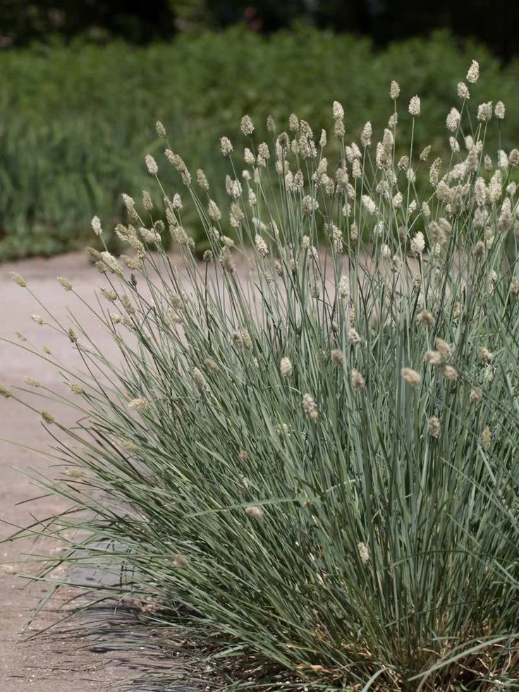 Сеслерия голубая - 3 изображение