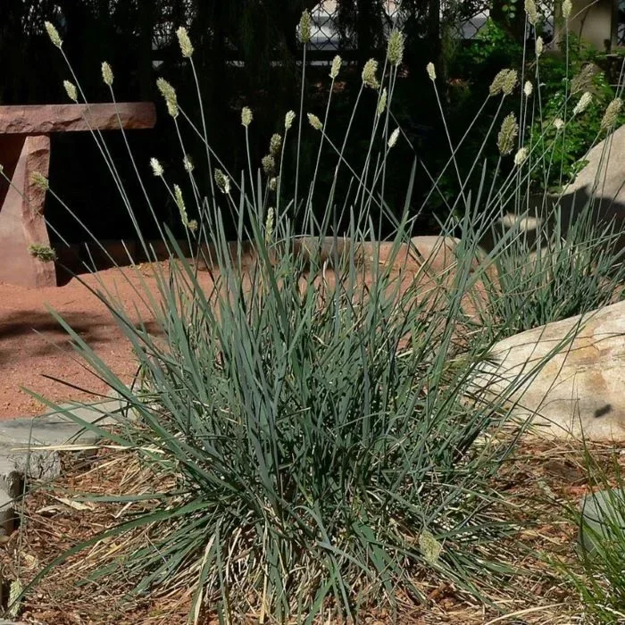 Сеслерия голубая