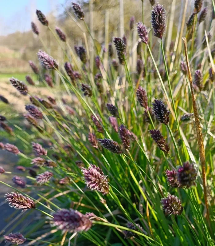 Сеслерия черноцветковая