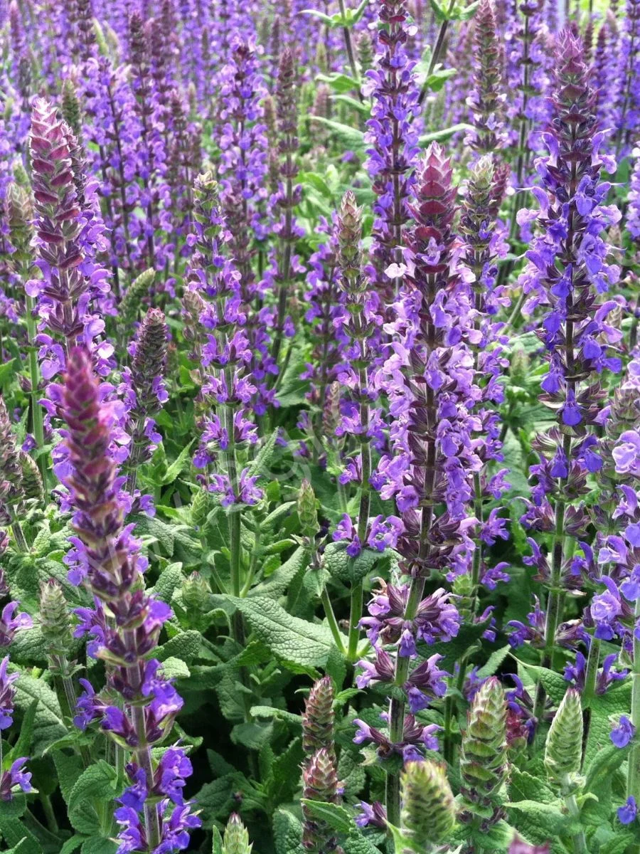 Шалфей дубравный "Дварф Блу Куин" - 2 изображение