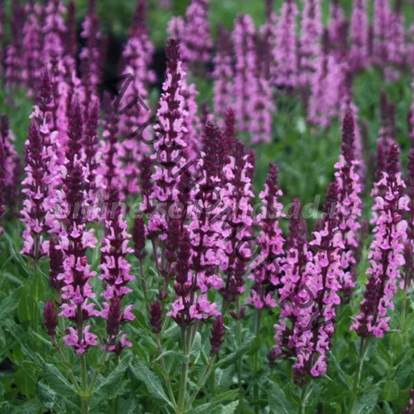 Шалфей дубравный "Нью Дименшн Роуз Импр" - 3 изображение