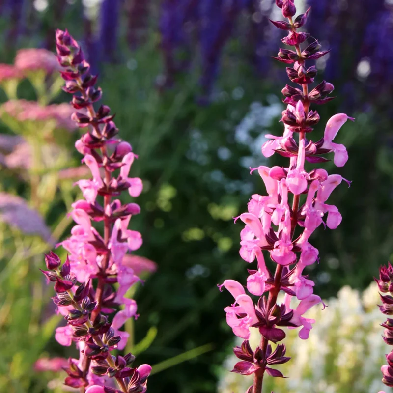 Шалфей дубравный "Нью Дименшн Роуз Импр"