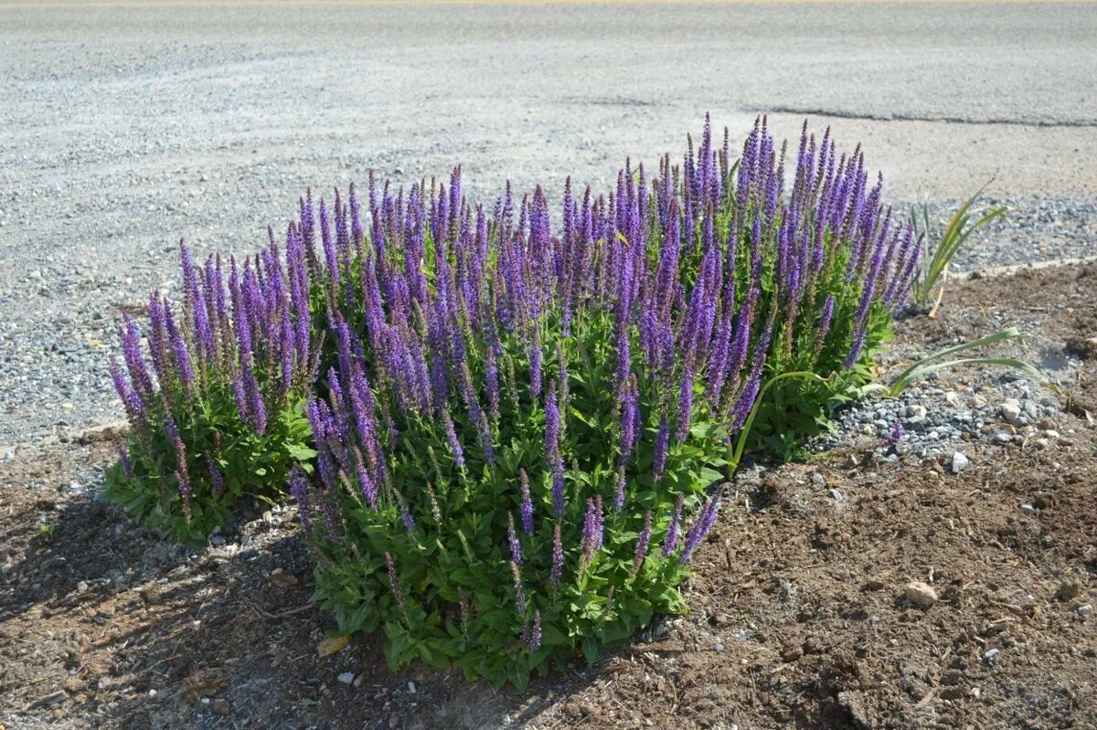 Шалфей дубравный