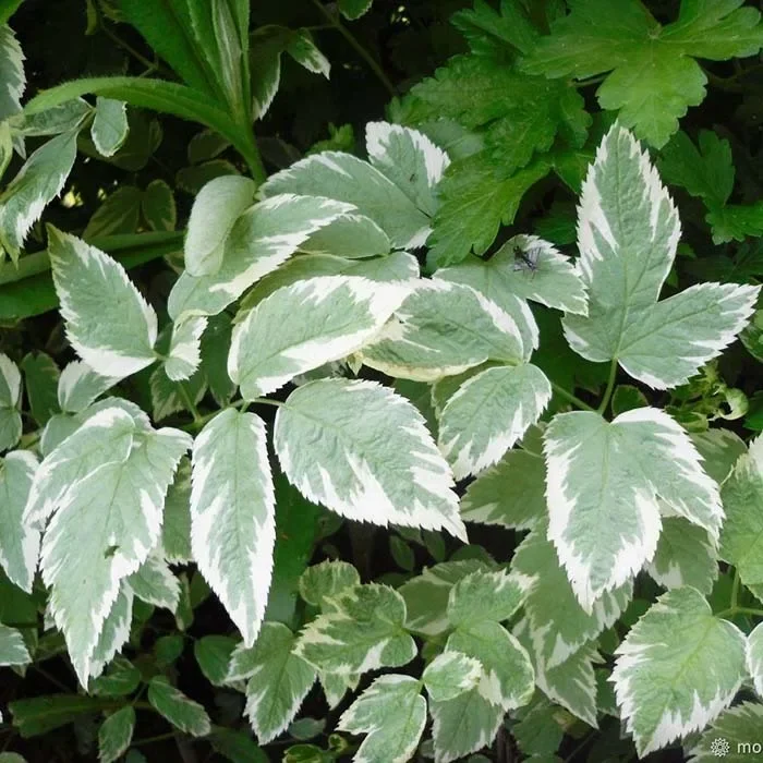 Сныть обыкновенная "Вариегата"