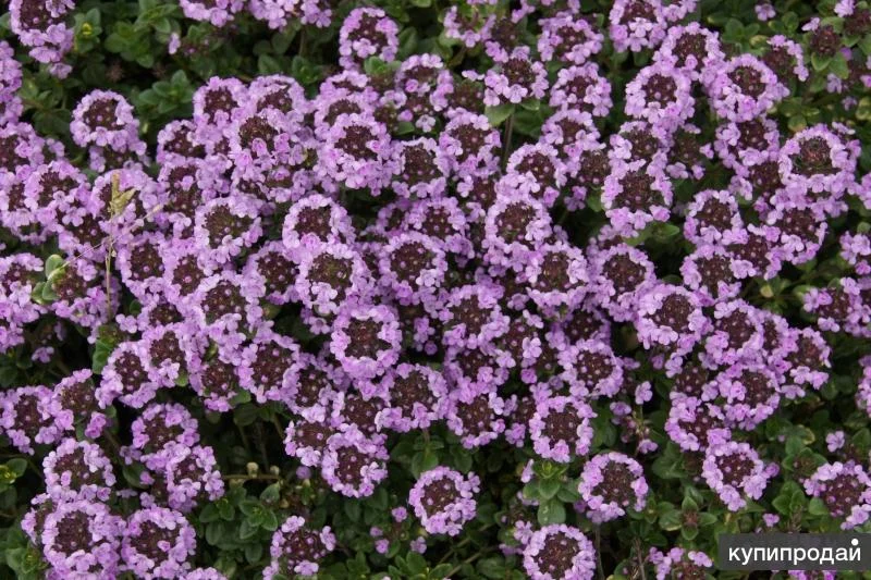 Тимьян гибридный "Дона Валей" - 3 изображение