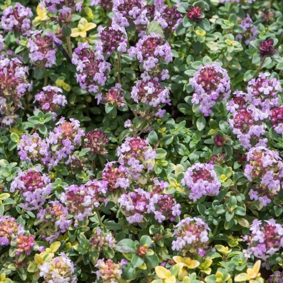 Тимьян гибридный "Дона Валей" - 2 изображение