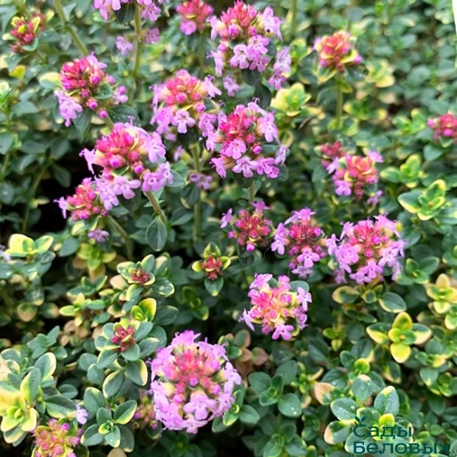 Тимьян гибридный "Дона Валей"