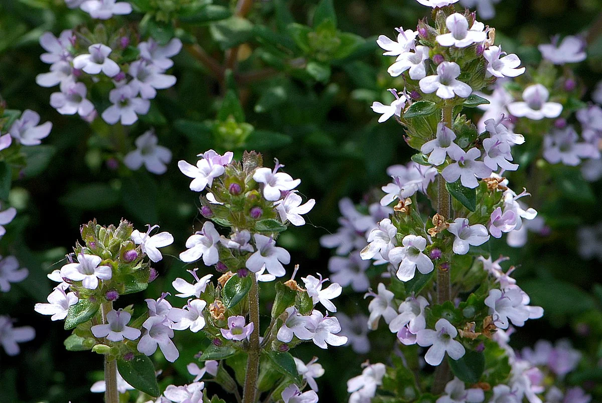 Тимьян обыкновенный - 3 изображение