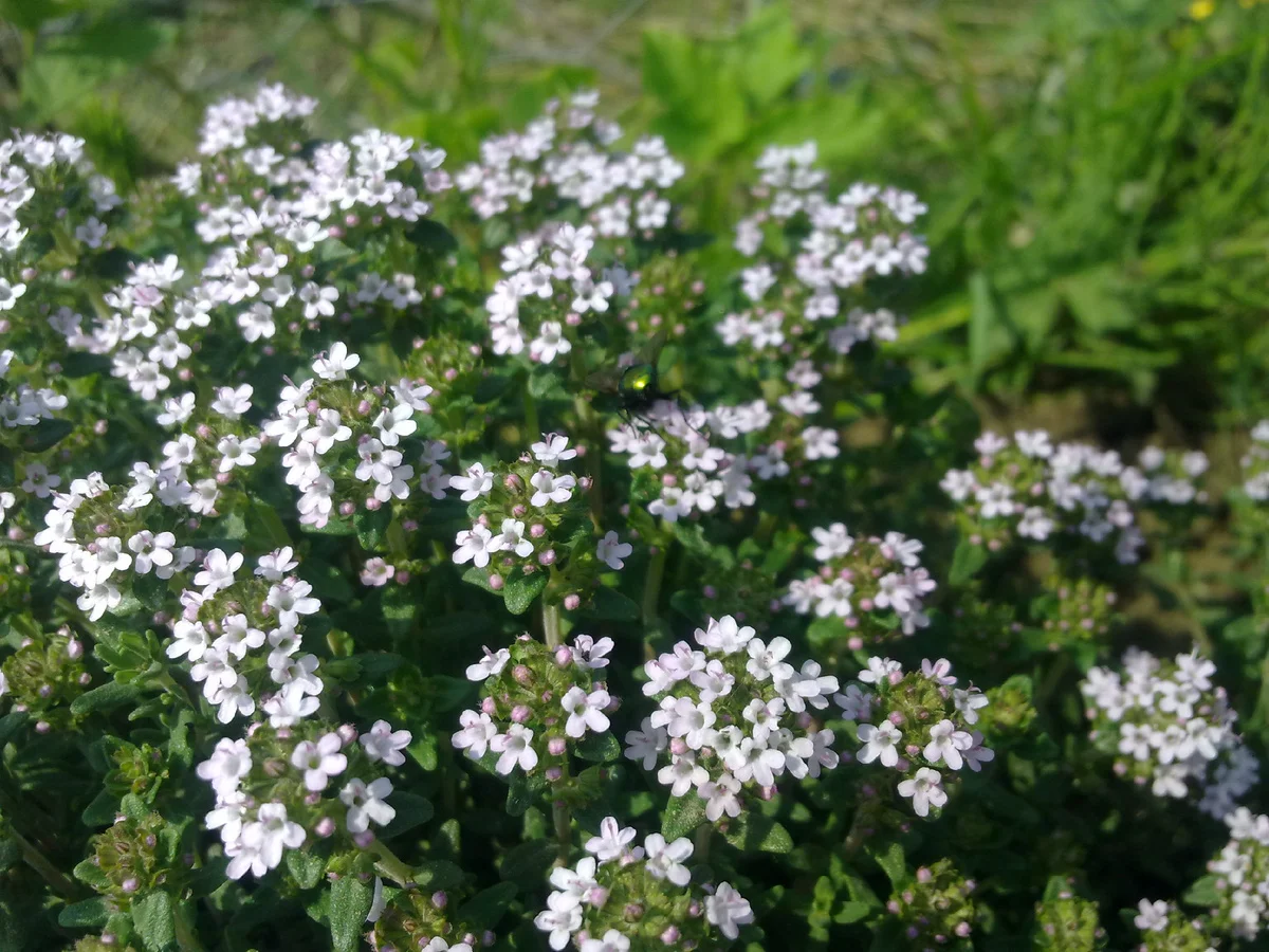 Тимьян обыкновенный