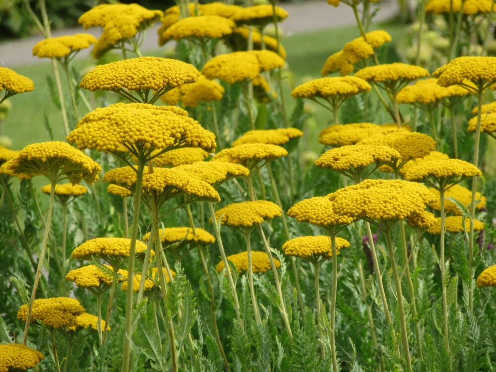 Тысячелистник таволговый "Золотые одежды" - 3 изображение