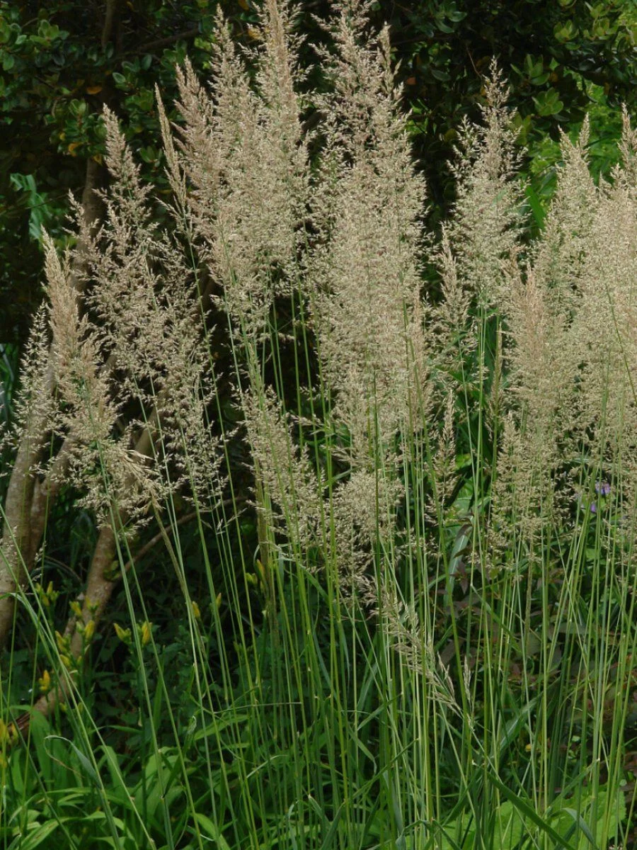 Вейник остроцветковый "Вальденбух" - 2 изображение