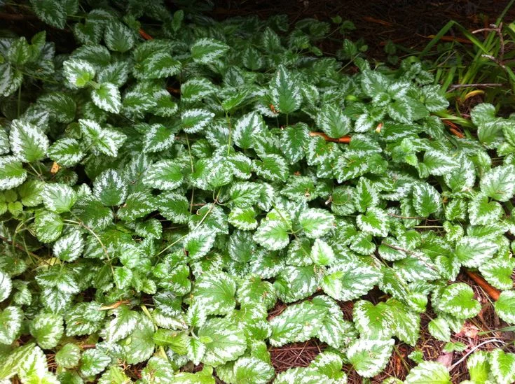 Яснотка зеленчуковая - 2 изображение