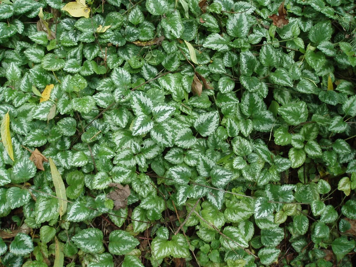 Яснотка зеленчуковая