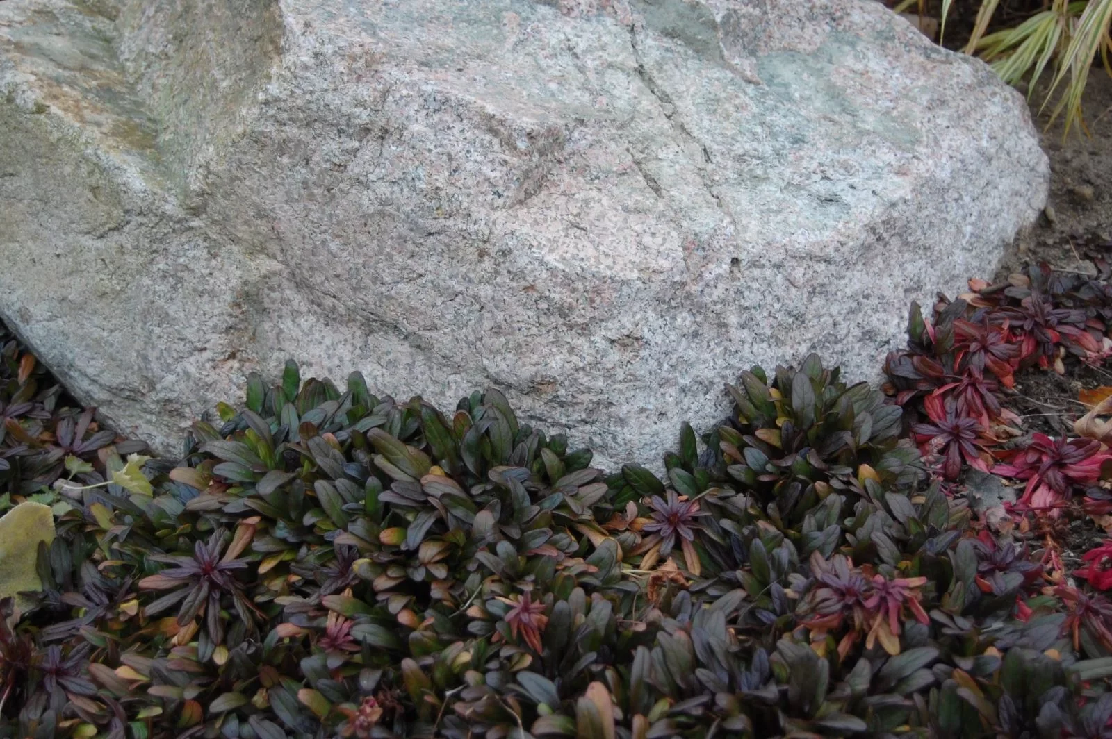 Живучка ползучая "Чоколате Чип"