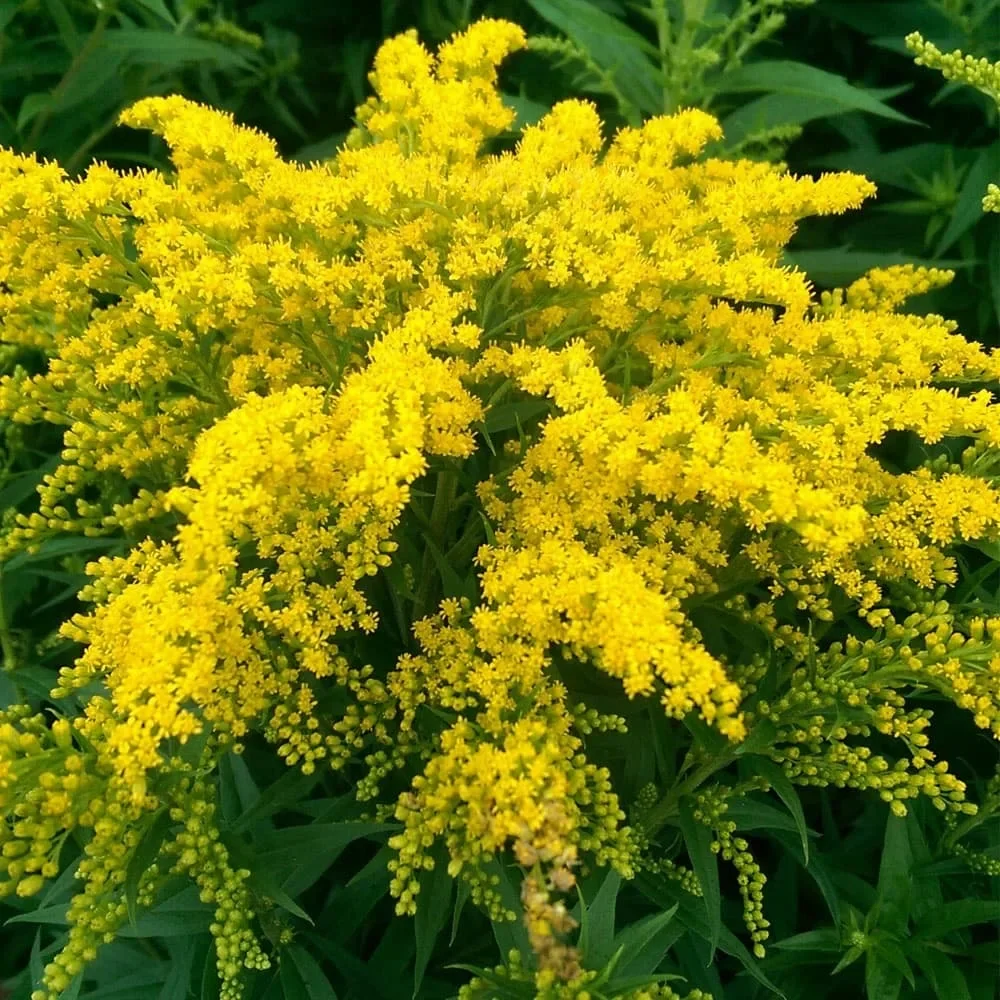 Золотарник (Солидаго) гибридный "Нана Новет" - 3 изображение